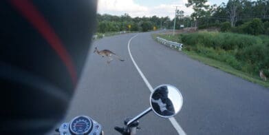 Roo kangaroo roadkill animals hazards