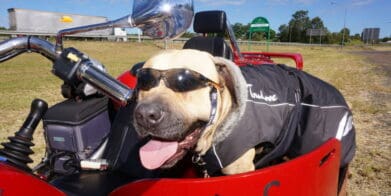 Tex the trike-riding dog