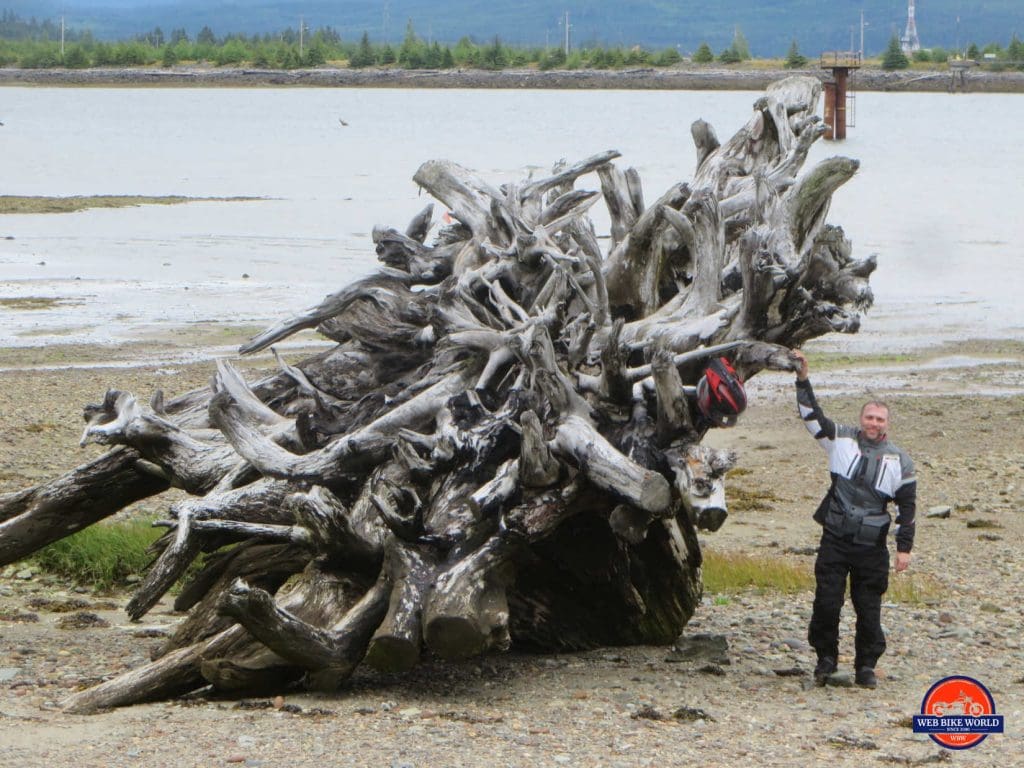 Huge piece of driftwood on the beach at Kitimat.