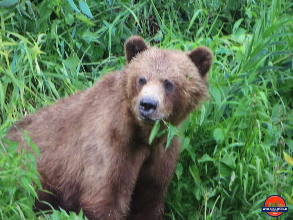 A young grizzly bear.