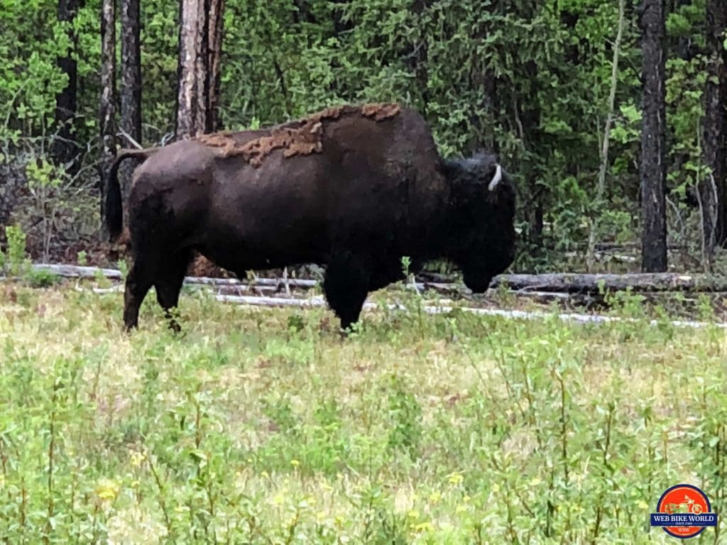 A wild bison.