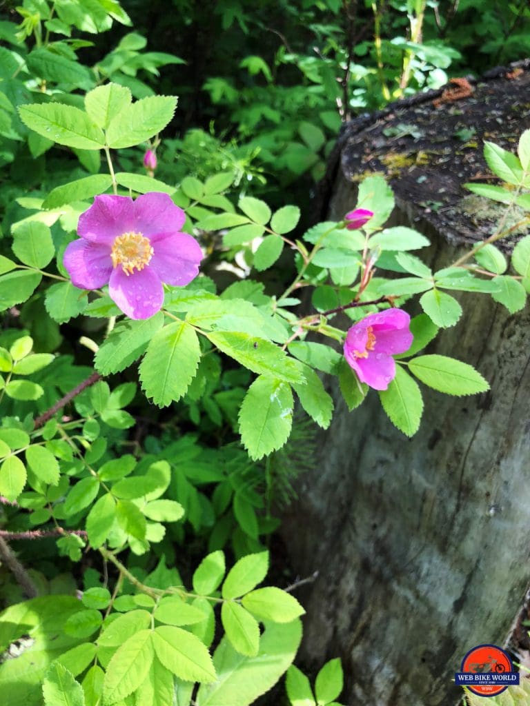 Wild roses growing at Liard Hot Springs.