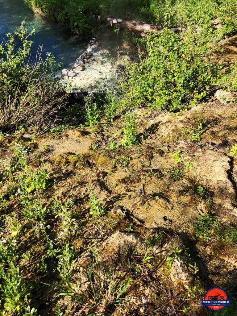 Interesting plants growing on the hottest part of where the water comes out of the ground at Liard Hot Springs.