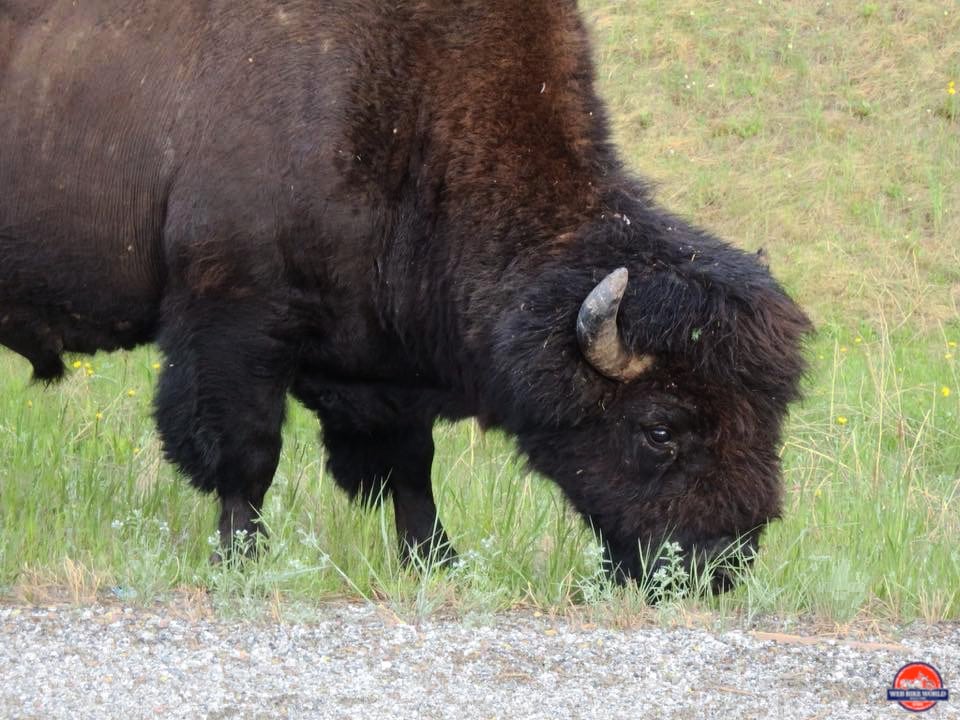 A close up of a wild bison along the Alaska Highway.