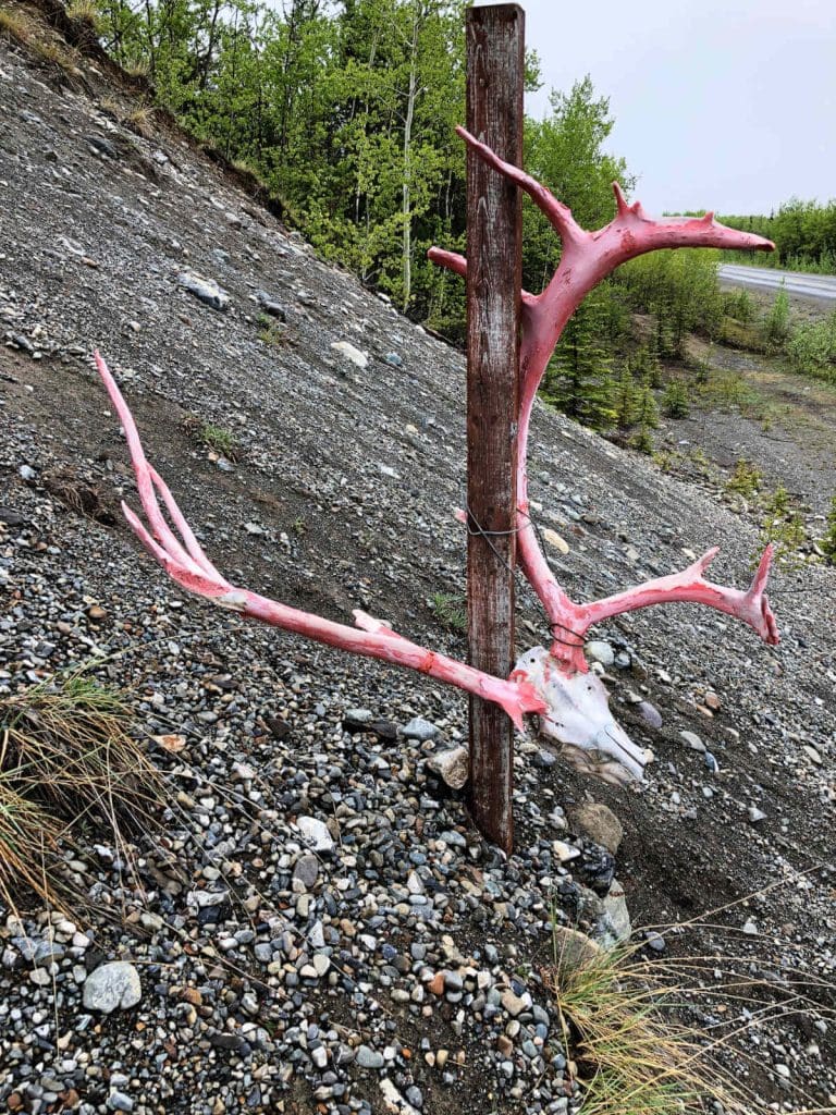 A caribou skull complete with antlers panted red along highway 2.