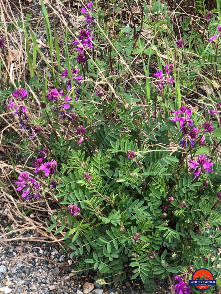 Purple vetch flowers along highway 2.