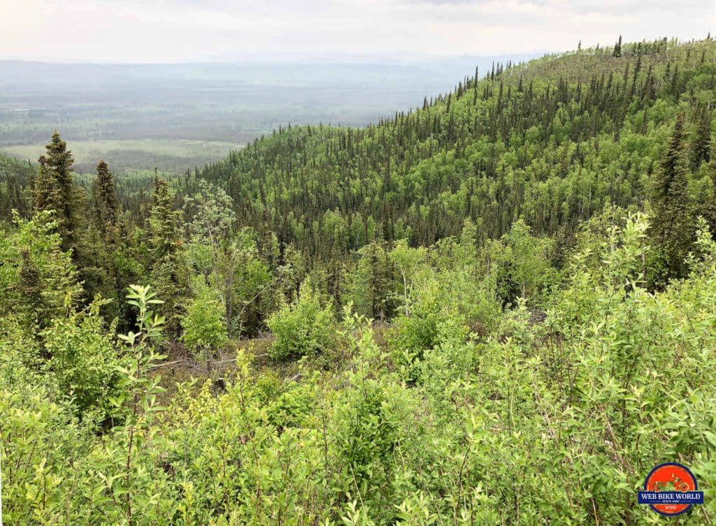 A photo of the forest near Whitehorse along highway 2.