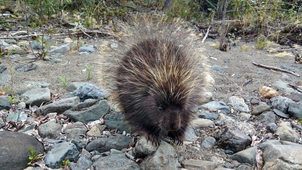 A porcupine.