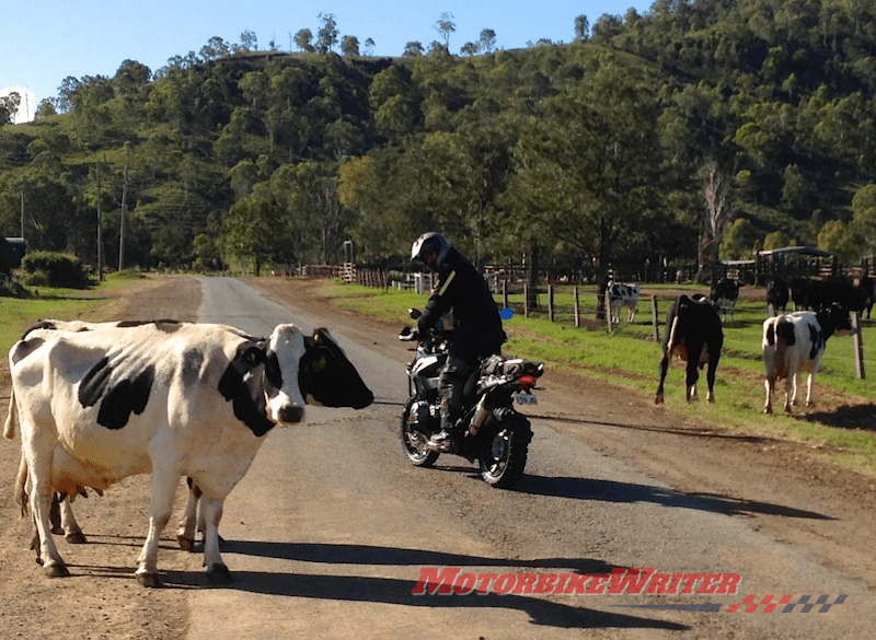 Cow livestock roadkill crash horses horn