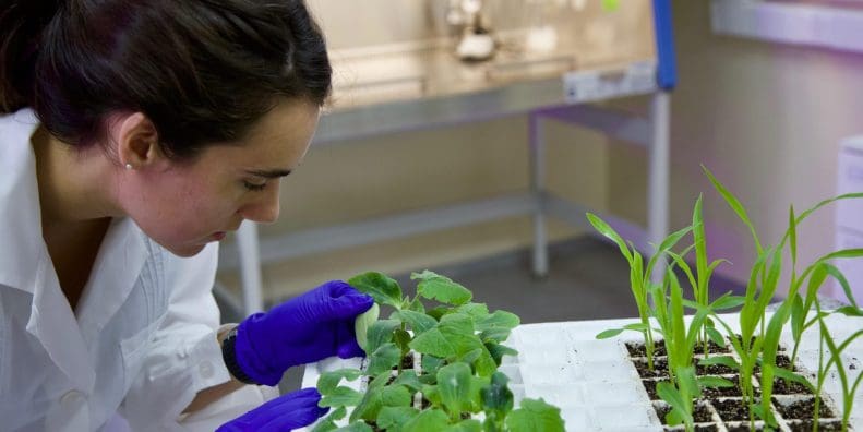 A view of crop science - the kind carried out at Andes AG. Media sourced from Blueberries Consulting.